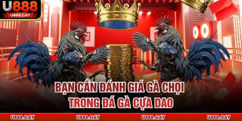 Bạn cần đánh giá gà chọi trong đá gà cựa dao