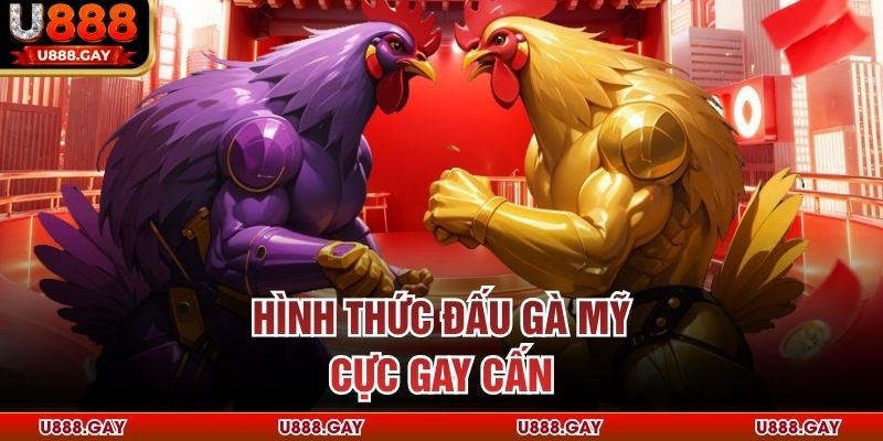 Hình thức đấu gà Mỹ cực gay cấn