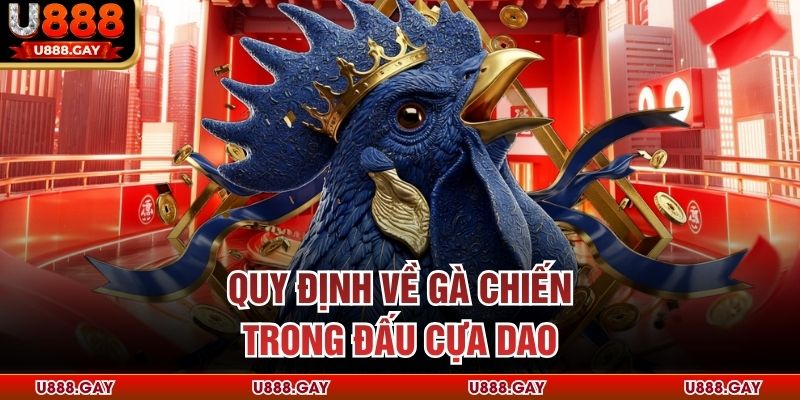 Quy định về gà chiến trong đấu cựa dao