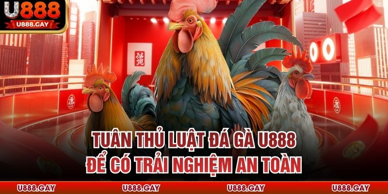 Tuân thủ luật đá gà U888 để có trải nghiệm an toàn 