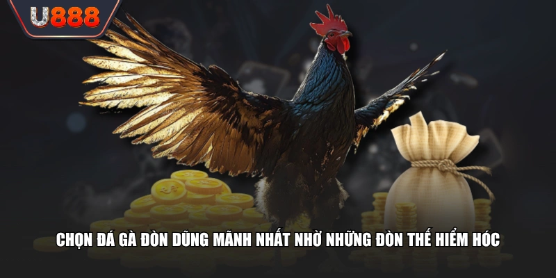 Trải Nghiệm Đá Gà Đòn Những Trận Đấu Đỉnh Cao Nảy Lửa 3 Chọn đá gà đòn dũng mãnh nhất nhờ những đòn thế hiểm hóc