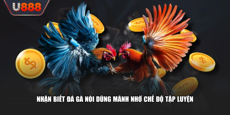 Đá Gà Nòi Thỏa Mãn Đam Mê Với Các Màn Đấu Đỉnh Cao 3 Nhận biết đá gà nòi dũng mãnh nhờ chế độ tập luyện