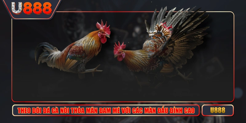 Đá Gà Nòi Thỏa Mãn Đam Mê Với Các Màn Đấu Đỉnh Cao 1 Theo Dõi Đá Gà Nòi Thỏa Mãn Đam Mê Với Các Màn Đấu Đỉnh Cao