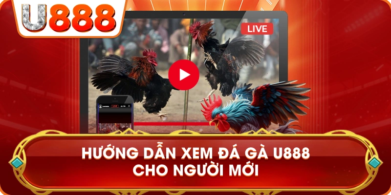 huong_dan_xem_da_ga_u888_cho_nguoi_moi